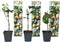 Plant in a Box - Set van 6 Passiflora Edulis - Passievrucht - Klimplant - Pot 9cm - Hoogte 25-40cm