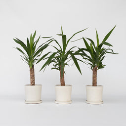 Plant in a Box - Set van 6 Yucca Elephantipes - Kamerplant - Pot 14cm - Hoogte 50-60cm