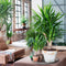 Plant in a Box - Set van 6 Yucca Elephantipes - Kamerplant - Pot 14cm - Hoogte 50-60cm