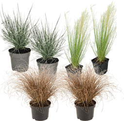 Plant in a Box - Siergrassenpakket - set van 6 - Stipa, Festuca en Carex grassen - Pot 10,5cm - Hoogte 15-25cm