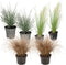 Plant in a Box - Siergrassenpakket - set van 6 - Stipa, Festuca en Carex grassen - Pot 10,5cm - Hoogte 15-25cm