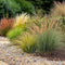 Plant in a Box - Siergrassenpakket - set van 6 - Stipa, Festuca en Carex grassen - Pot 10,5cm - Hoogte 15-25cm