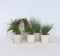Plant in a Box - Siergrassenpakket - set van 6 - Stipa, Festuca en Carex grassen - Pot 10,5cm - Hoogte 15-25cm