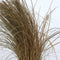 Plant in a Box - Siergrassenpakket - set van 6 - Stipa, Festuca en Carex grassen - Pot 10,5cm - Hoogte 15-25cm