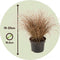 Plant in a Box - Siergrassenpakket - set van 6 - Stipa, Festuca en Carex grassen - Pot 10,5cm - Hoogte 15-25cm