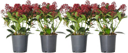Plant in a Box - Skimmia japonica 'Rubella' - Set van 4 - Pot 15cm - Hoogte 35-45cm