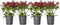 Plant in a Box - Skimmia japonica 'Rubella' - Set van 4 - Pot 15cm - Hoogte 35-45cm