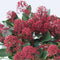 Plant in a Box - Skimmia japonica 'Rubella' - Set van 4 - Pot 15cm - Hoogte 35-45cm