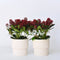 Plant in a Box - Skimmia japonica 'Rubella' - Set van 4 - Pot 15cm - Hoogte 35-45cm