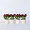 Plant in a Box - Skimmia japonica 'Rubella' - Set van 4 - Pot 15cm - Hoogte 35-45cm