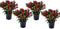 Plant in a Box - Skimmia japonica 'Rubella' - Set van 4 - Pot 15cm - Hoogte 35-45cm