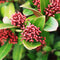 Plant in a Box - Skimmia japonica 'Rubella' - Set van 4 - Pot 15cm - Hoogte 35-45cm