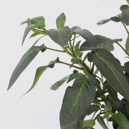 Plant in a Box - Solanum Muricatum 'Pepino gold' - Meloenpeer - Set van 6 - Pot 9cm - Hoogte 25-40cm