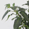 Plant in a Box - Solanum Muricatum 'Pepino gold' - Meloenpeer - Set van 6 - Pot 9cm - Hoogte 25-40cm