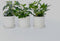 Plant in a Box - Solanum Muricatum 'Pepino gold' - Meloenpeer - Set van 6 - Pot 9cm - Hoogte 25-40cm