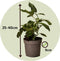 Plant in a Box - Solanum Muricatum 'Pepino gold' - Meloenpeer - Set van 3 - Pot 9cm - Hoogte 25-40cm