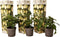 Plant in a Box - Solanum Muricatum 'Pepino gold' - Meloenpeer - Set van 3 - Pot 9cm - Hoogte 25-40cm