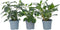 Plant in a Box - Solanum Muricatum 'Pepino gold' - Meloenpeer - Set van 3 - Pot 9cm - Hoogte 25-40cm