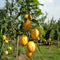 Plant in a Box - Solanum Muricatum 'Pepino gold' - Meloenpeer - Set van 6 - Pot 9cm - Hoogte 25-40cm