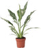 Plant in a Box - Spathiphyllum Diamond - Luchtzuiverende kamerplant - Mooie witte variatie in de bladeren - Pot 12cm - Hoogte 40-50cm