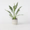 Plant in a Box - Spathiphyllum Diamond - Luchtzuiverende kamerplant - Mooie witte variatie in de bladeren - Pot 12cm - Hoogte 40-50cm