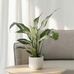 Plant in a Box - Spathiphyllum Diamond - Set de 2 - Luchtzuiverende kamerplant - Mooie witte variatie in de bladeren - Pot 12cm - Hoogte 40-50cm