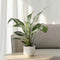 Plant in a Box - Spathiphyllum Diamond - Set de 2 - Luchtzuiverende kamerplant - Mooie witte variatie in de bladeren - Pot 12cm - Hoogte 40-50cm