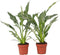 Plant in a Box - Spathiphyllum Diamond - Set de 2 - Luchtzuiverende kamerplant - Mooie witte variatie in de bladeren - Pot 12cm - Hoogte 40-50cm