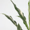 Plant in a Box - Spathiphyllum Diamond - Set de 2 - Luchtzuiverende kamerplant - Mooie witte variatie in de bladeren - Pot 12cm - Hoogte 40-50cm