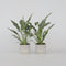 Plant in a Box - Spathiphyllum Diamond - Set de 2 - Luchtzuiverende kamerplant - Mooie witte variatie in de bladeren - Pot 12cm - Hoogte 40-50cm