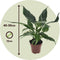 Plant in a Box - Spathiphyllum Diamond - Set de 2 - Luchtzuiverende kamerplant - Mooie witte variatie in de bladeren - Pot 12cm - Hoogte 40-50cm