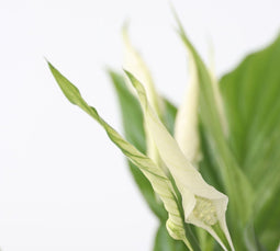 Plant in a Box - Spathiphyllum 'Lepelplant' - Luchtzuiverend - Kamerplant - Pot 12cm - Hoogte 30-45cm