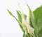 Plant in a Box - Spathiphyllum 'Lepelplant' - Luchtzuiverend - Kamerplant - Pot 12cm - Hoogte 30-45cm