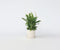 Plant in a Box - Spathiphyllum 'Lepelplant' - Luchtzuiverend - Kamerplant - Pot 12cm - Hoogte 30-45cm