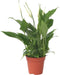 Plant in a Box - Spathiphyllum 'Lepelplant' - Luchtzuiverend - Kamerplant - Pot 12cm - Hoogte 30-45cm