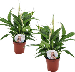Plant in a Box - Spathiphyllum 'Lepelplant' - Set van 2 - Luchtzuiverend - Kamerplant - Pot 12cm - Hoogte 30-40cm
