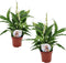 Plant in a Box - Spathiphyllum 'Lepelplant' - Set van 2 - Luchtzuiverend - Kamerplant - Pot 12cm - Hoogte 30-40cm