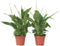 Plant in a Box - Spathiphyllum 'Lepelplant' - Set van 2 - Luchtzuiverend - Kamerplant - Pot 12cm - Hoogte 30-40cm