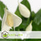 Plant in a Box - Spathiphyllum 'Lepelplant' - Set van 2 - Luchtzuiverend - Kamerplant - Pot 12cm - Hoogte 30-40cm