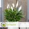 Plant in a Box - Spathiphyllum 'Lepelplant' - Set van 2 - Luchtzuiverend - Kamerplant - Pot 12cm - Hoogte 30-40cm