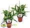Plant in a Box - Spathiphyllum 'Lepelplant' - Set van 2 - Luchtzuiverend - Kamerplant - Pot 12cm - Hoogte 30-40cm