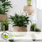 Plant in a Box - Spathiphyllum 'Lepelplant' - Set van 2 - Luchtzuiverend - Kamerplant - Pot 12cm - Hoogte 30-40cm