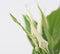 Plant in a Box - Spathiphyllum 'Lepelplant' - Set van 2 - Luchtzuiverend - Kamerplant - Pot 12cm - Hoogte 30-40cm