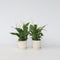 Plant in a Box - Spathiphyllum 'Lepelplant' - Set van 2 - Luchtzuiverend - Kamerplant - Pot 12cm - Hoogte 30-40cm