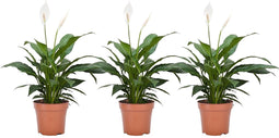 Plant in a Box - Spathiphyllum 'Lepelplant' - Set van 3 - Luchtzuiverend - Kamerplant - Pot 12cm - Hoogte 30-40cm