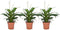 Plant in a Box - Spathiphyllum 'Lepelplant' - Set van 3 - Luchtzuiverend - Kamerplant - Pot 12cm - Hoogte 30-40cm