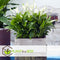 Plant in a Box - Spathiphyllum 'Lepelplant' - Set van 3 - Luchtzuiverend - Kamerplant - Pot 12cm - Hoogte 30-40cm