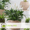 Plant in a Box - Spathiphyllum 'Lepelplant' - Set van 3 - Luchtzuiverend - Kamerplant - Pot 12cm - Hoogte 30-40cm