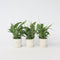 Plant in a Box - Spathiphyllum 'Lepelplant' - Set van 3 - Luchtzuiverend - Kamerplant - Pot 12cm - Hoogte 30-40cm