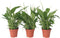 Plant in a Box - Spathiphyllum 'Lepelplant' - Set van 3 - Luchtzuiverend - Kamerplant - Pot 12cm - Hoogte 30-40cm